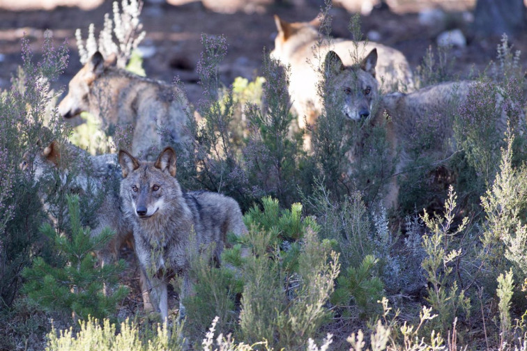 Científicos afirman que hay menos lobos de los que se cree, mientras la Xunta y otros gobiernos piden cazarlos