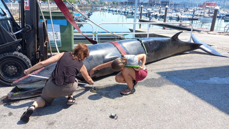 Una ballena muere en el puerto de Combarro, encajado entre el muelle y la dársena de piragüismo