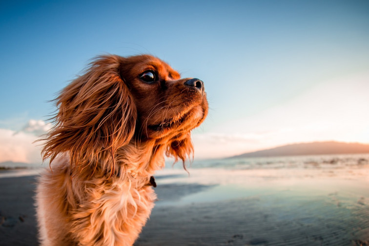 Playas para perros y otros consejos para refrescar a nuestra mascota este verano