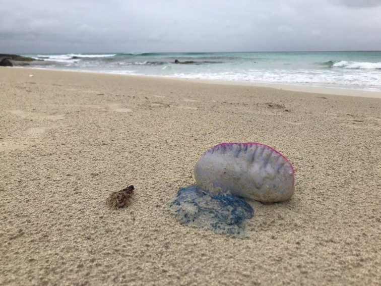 ¡Atención bañistas! Las playas de Ferrol se llenan de carabelas portuguesas, advierte la SGHN