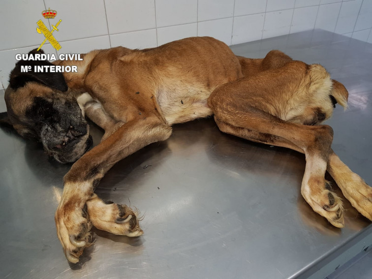 La Guardia Civil investiga a un vecino de Miño tras un presunto delito de maltrato animal