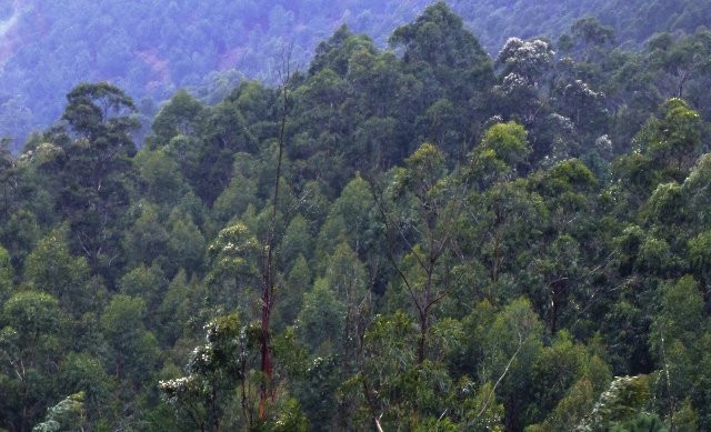 Activistas de O Morrazo alertan que el monte es un polvorín de eucaliptos próximos a casas