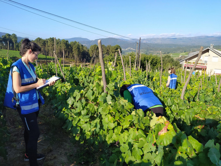 Nueva edición de la 'Primavera de puertas abiertas' en las Rutas dos Viños