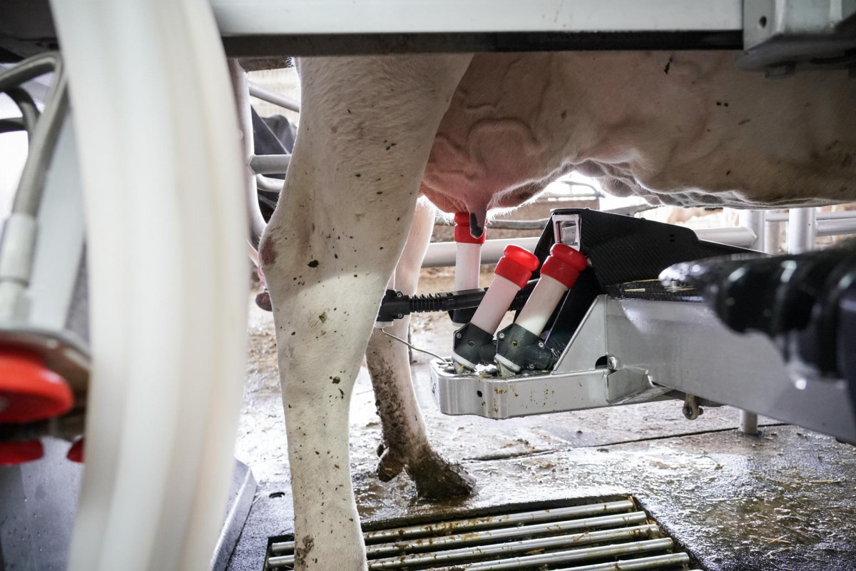 Archivo - Una máquina de ordeño ordeña a una vaca en la granja Lacturale, a 3 de abril de 2022, en Etxebarri, Navarra, (España). El grupo Sociedad Agraria de Transformación (S.A.T.) Lacturale es 