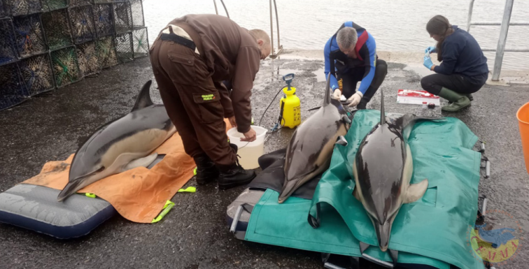 Recatados tres delfines en la ría de Arousa