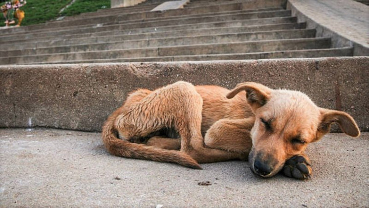 La Fundación Franz Weber denuncia un mayor abandono de animales debido a la inflación