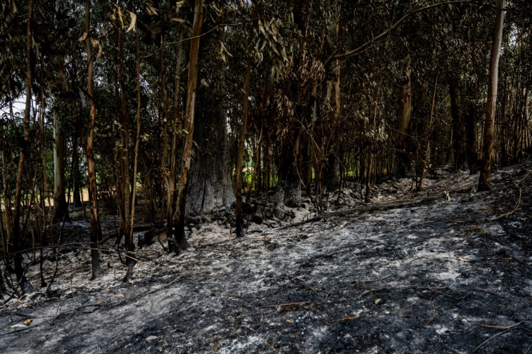 Marea Atlántica instará a la Xunta a aprobar un plan sectorial para evitar incendios