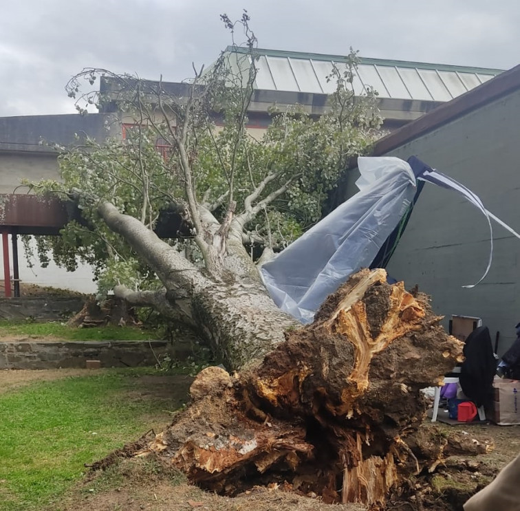 Cae un árbol en el barrio de las Flores de A Coruña durante su última jornada de fiestas