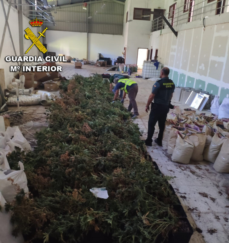 Una plantación con casi 700 plantas de marihuana culmina en la detención de tres vecinos de Mos