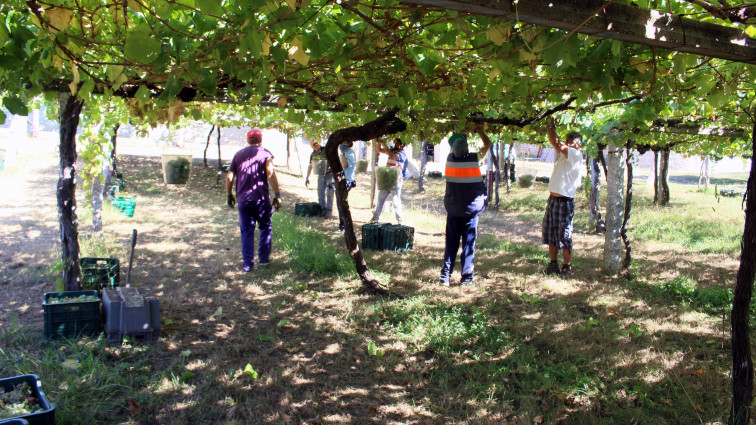 El buen tiempo acompaña a la vendimia en la D.O. Rías Baixas, con 34 millones de kg recogidos en su ecuador