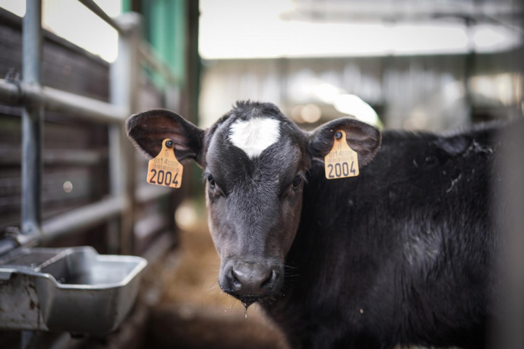 Así afecta la sequía a los ganaderos: las vacas producen hasta un 20% menos de leche por la escasez de agua