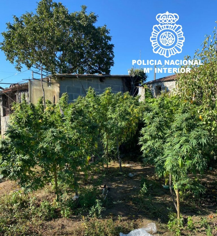 La Policía Nacional detiene a dos vecinos de Toén y Barbadás por cultivar más de 70 kg marihuana en sus fincas