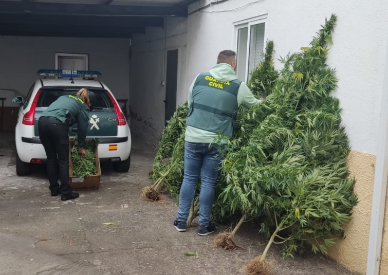 La Guardia Civil investiga a un vecino de Muíños de 40 años por una plantación de marihuana en una finca de Piñoi