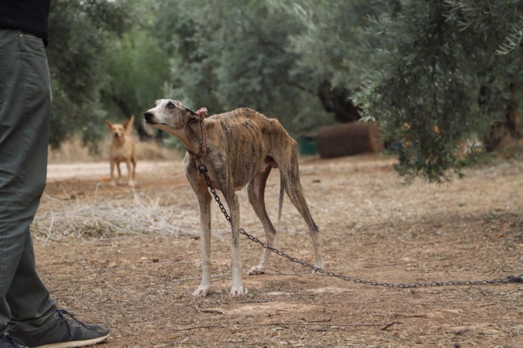 Animalistas invitan a Rueda a visitar un refugio de perros de caza maltratados, olvidados en la Ley de Protección