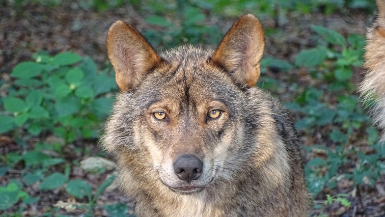 El 70% de los ejemplares de animales salvajes han desaparecido en el último medio sigo