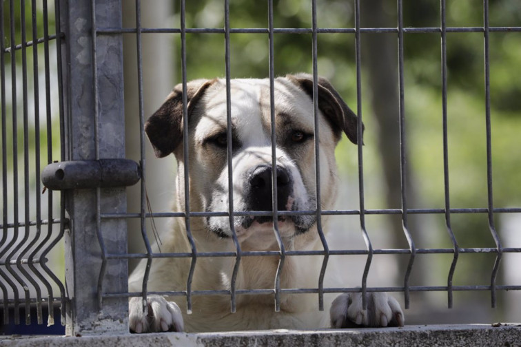 18 meses de cárcel para la dueña de un perro al que maltrató hasta matarlo de hambre en Ribadeo