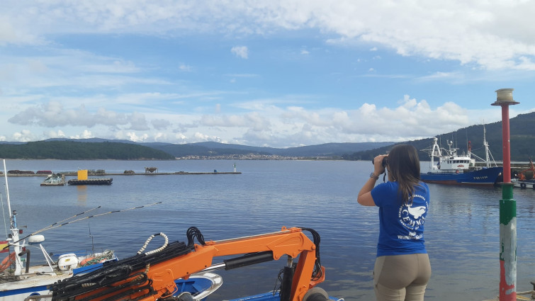 Localizan en Outes al delfín 'Manoliño' con un arpón clavado en un costado