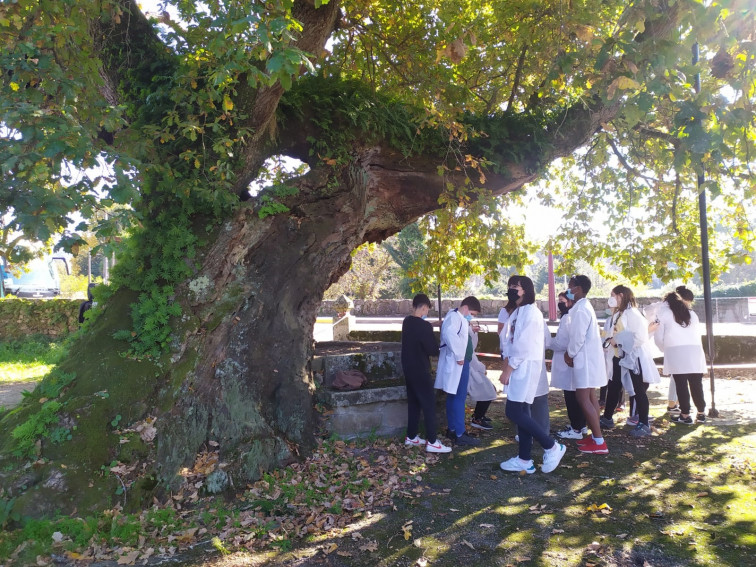 El Carballo de Santa Margarida de Mourente recoge el testigo del Carballo do Banquete de Conxo para ser Árbol Europeo del Año