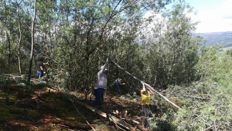 Las Bigadas Deseucaliptizadoras de Verdegaia retirarán acacias el sábado en Lentille, en O Ribeiro