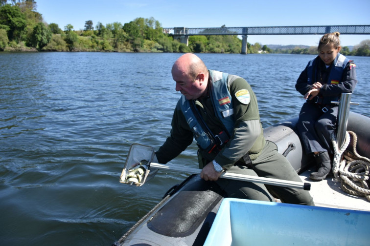 Conmoción en Lugo al aparece un cadáver flotando en el río Miño