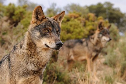 La Audiencia Nacional permite a las comunidades loberas cazar lobos pese a las denuncias de animalistas