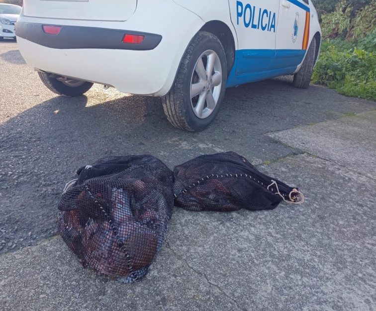 Incautan 90 kilos de pulpo y dos de centolla en un operativo contra el furtivismo en O Portiño, en A Coruña