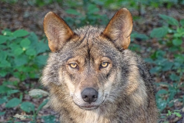 Archivo - Lobo ibérico