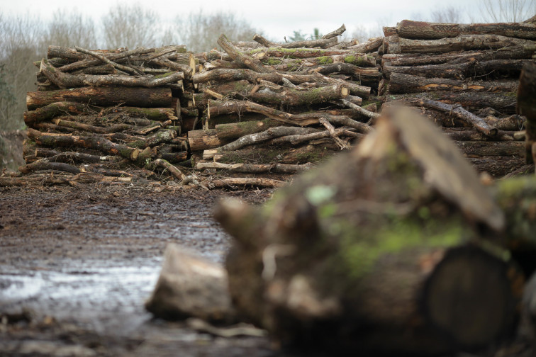 Faltan leñadores en Galicia para colmar la demanda de madera para quemar en invierno