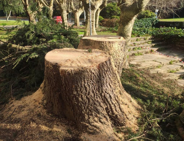 Ecologistas denuncian la tala de cedros en el Burgo das Nacións cuando la USC negó su intención de retirarlos