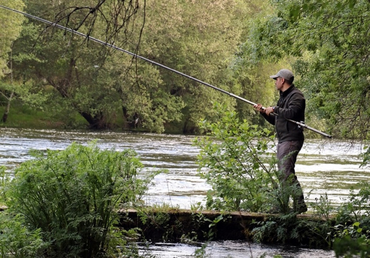 Este miércoles abre el plazo de solicitudes para la pesca de lamprea en el río Tea