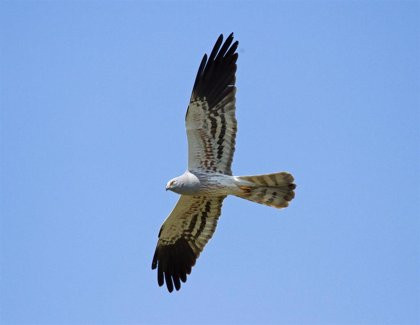 El aguilucho cenizo, el Ave del Año 2023, víctima predilecta de los eólicos y la eucaliptización