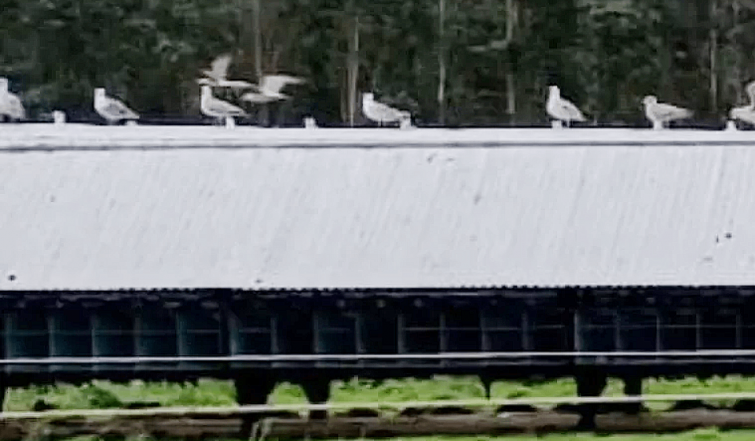 ¿Cerrar las granjas de visón tras el brote de Carral? Empresarios alertan de más paro rural y ecologistas de riesgo de pandemia