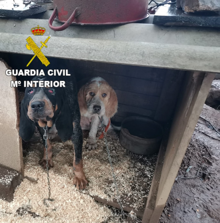 Denuncian a un vecino de Oza-Cesuras por mantener a 10 perros de caza en malas condiones