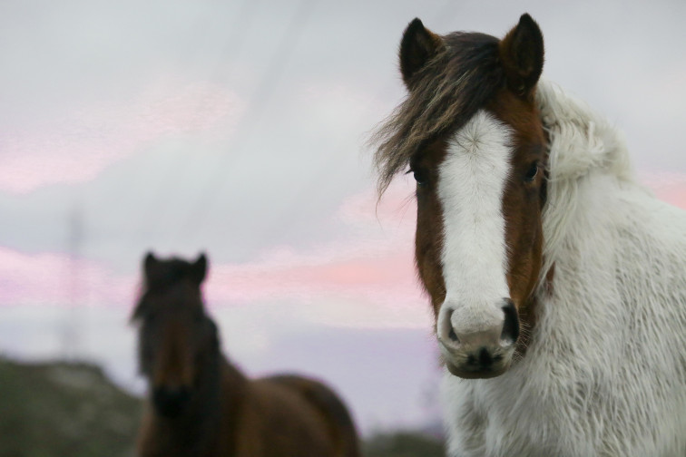 El número de caballos salvajes se reduce en los montes gallegos, donde son 