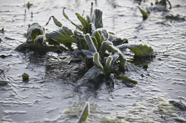 Vegetación afectada por las heladas en el concello de Sandiás, a 24 de enero de 2023, en Ourense, Galicia (España). Ourense ha amanecido hoy con temperaturas bajo cero en casi toda la provincia, especialmente en algunos puntos en los que se ha llegado a l