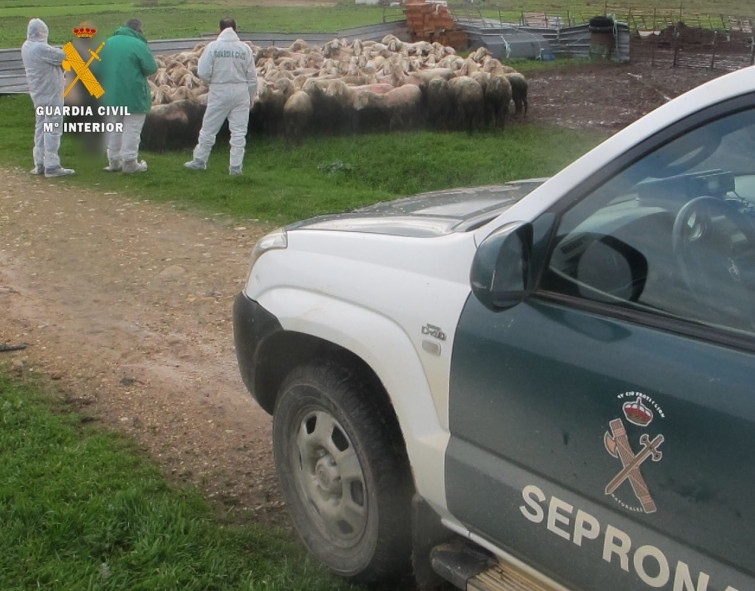 Desarticulada una banda que robaba ovejas y cabras continuamente en Baleira y otro robo en Meira, Lugo