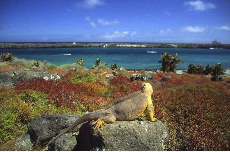 Iguana en las Islas Galu00e1pagos en un foto de EP