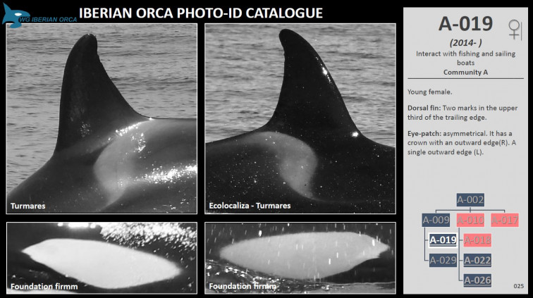 Publican un catálogo de fotoidentificación de las orcas ibéricas