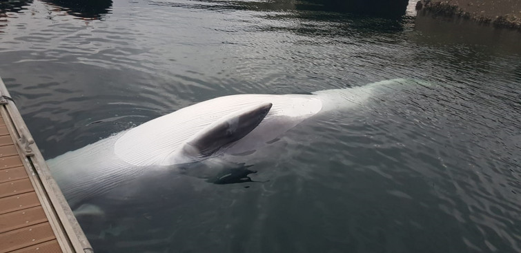 Una ballena de 8 metros aparece en los muelles de la Estación Naval de Ferrol