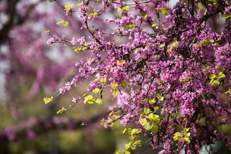 La primavera de 2023 empieza este lunes 20 de marzo