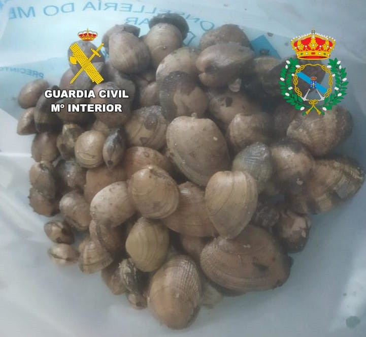 Incautan casi cuatro kilos de almeja japónica en la playa de Portosín