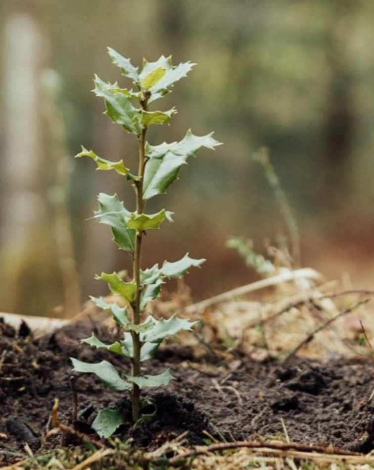 Naturgy planta un bosque en Cabanas (A Coruña) con árboles autóctonos