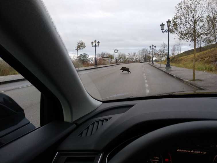 Accidente en Viveiro: una mujer de parto, un jabalí en la carretera y un coche volcado en la calzada