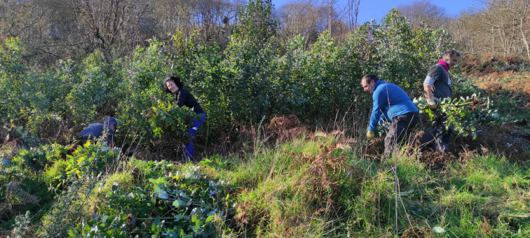 Las brigadas deseucaliptizadoras se desplazan este fin de semana al Monte do Chá, en Ferrol