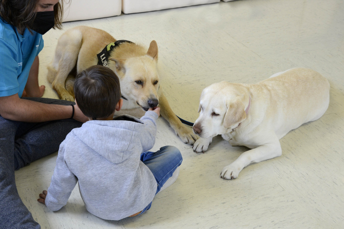 Archivo - Perros de terapia con niños ingresados