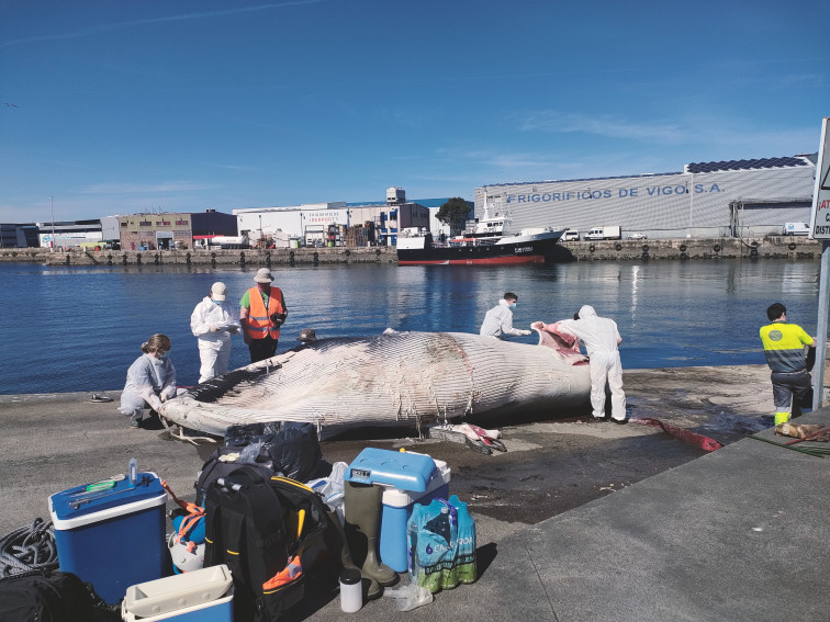 Una cría de ballena choca con un barco y aparece flotando en el puerto de Vigo