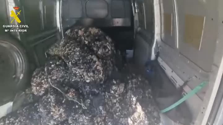 (VÍDEO) 800 kilos de mejilla ilegal transportados en una furgoneta y decomisados por la Guardia Civil en Finisterre