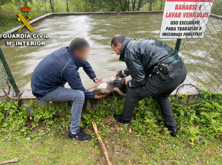 La Guardia Civil rescata a un caballo atrapado en un depósito de agua en Moaña