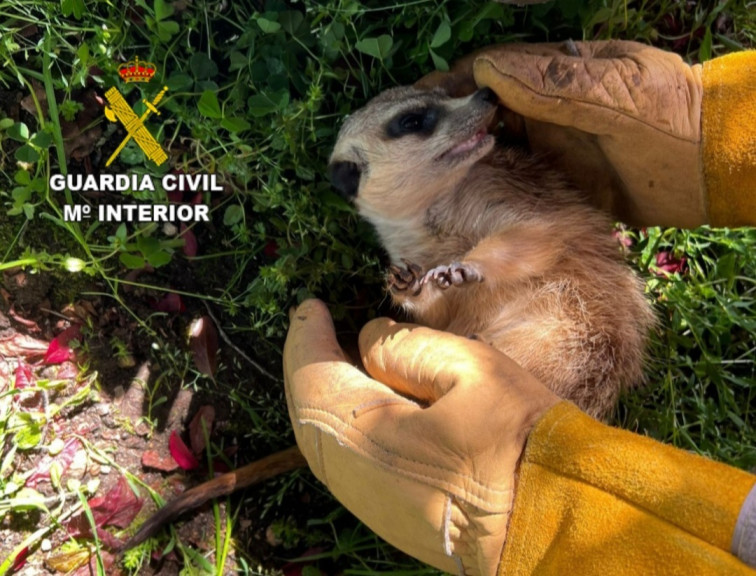 ¿Cómo llegó una suricata con microchip portugués a perderse por las calles de Ponteareas?