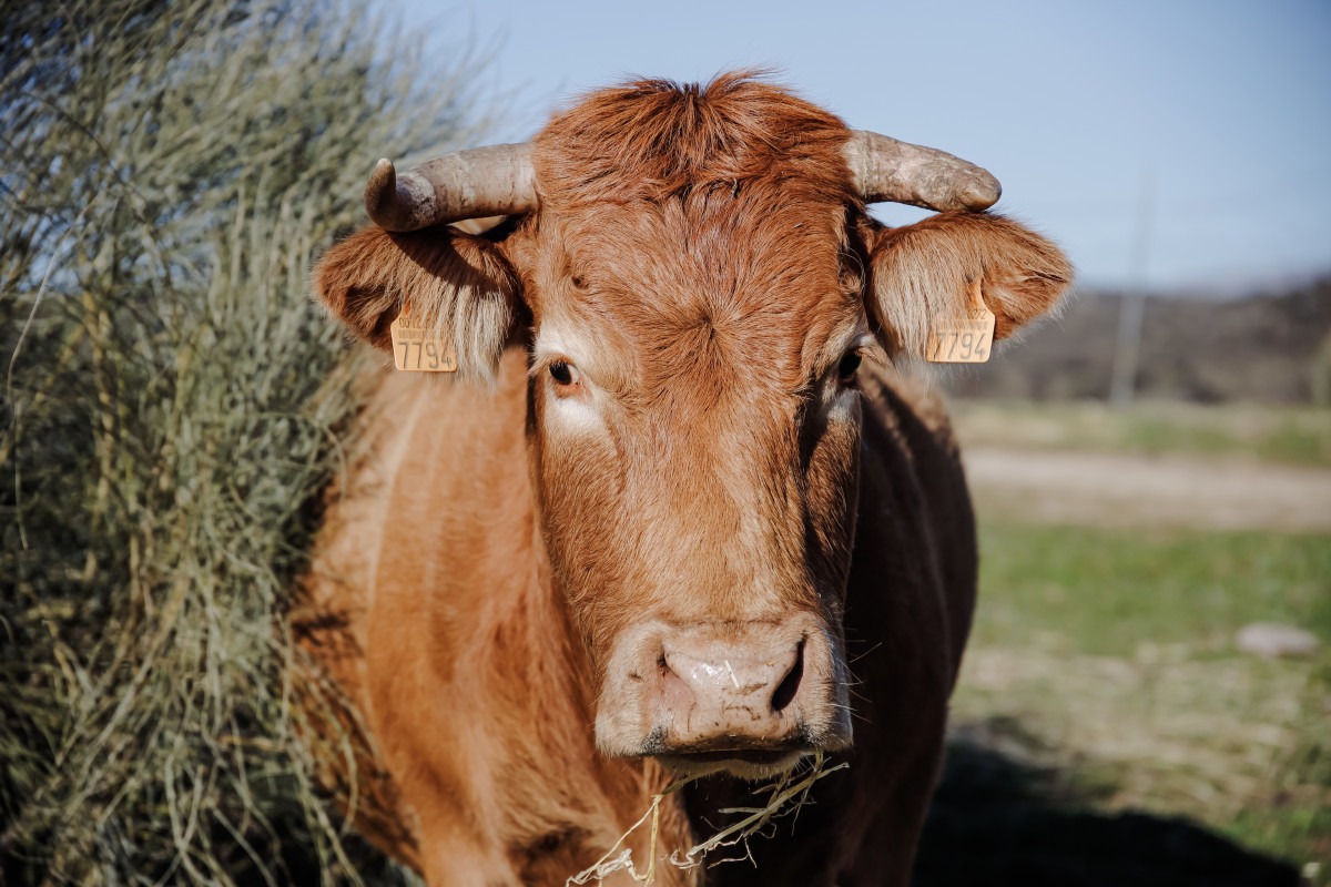 Archivo - Una vaca pastando en una finca